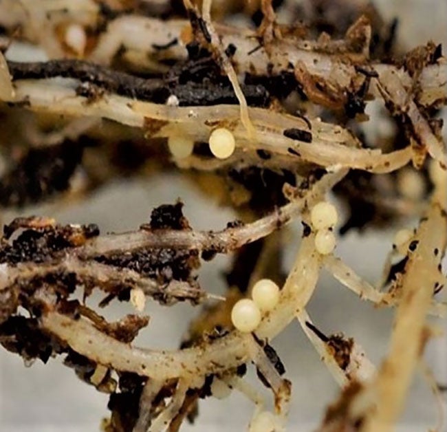 Pale cyst nematodes examined under magnification.